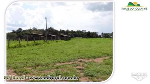 Região Central do Tocantins - Agricultura e Pecuária de Elite