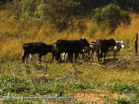 FAZENDA 25 HECTARES ARAXA MG