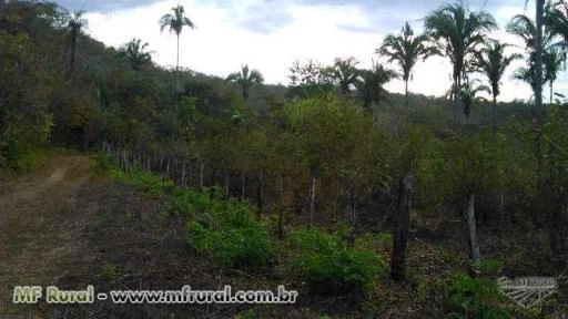 Arrendo 120 há de terra para lavouras no Maranhão