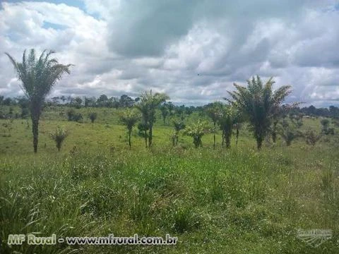Fazenda Pronta na Beira da Estrada a 70 km de Rio Branco, AC. Medindo 700 hac