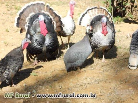 SÍTIO EM PARACAMBI - RJ