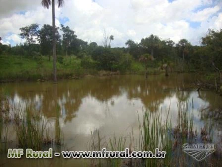 Sítio a 2 km da BR-153, barato, oportunidade