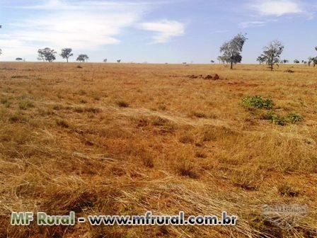 Fazenda plana e sem reserva no Prata, Triângulo Mineiro