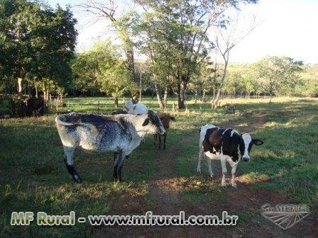 Sítio maravilhoso, 4 tanques de peixe, permuto