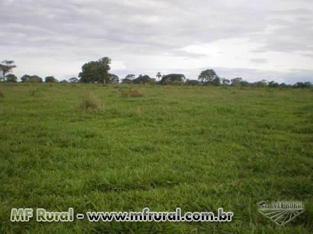 Fazenda para cana em Ituiutaba