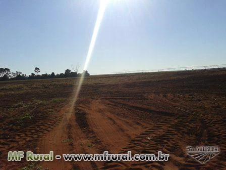 Fazenda irrigada com 3 pivôs centrais, Triângulo Mineiro