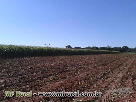 Fazenda irrigada com 3 pivôs centrais, Triângulo Mineiro