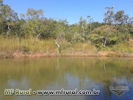 Fazenda irrigada com 3 pivôs centrais, Triângulo Mineiro