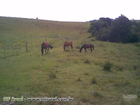 Encarregado para Administração de Fazenda com área de plantio de grãos e ovinos