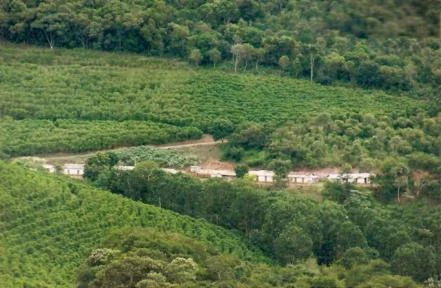 Fazenda de café e eucalipto em Novo Cruzeiro - MG com 1077 ha.