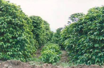 Fazenda de café e eucalipto em Novo Cruzeiro - MG com 1077 ha.