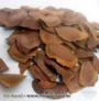 Sementes de Mogno Africano ( Khaya senegalensis e Ivorensis) - frete grátis