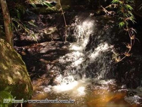 FAZENDA 1320 HA -APROX. 1 MILHÃO DE PINUS-SERRA CATARINENSE