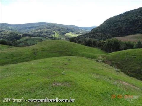 LEOBERTO LEAL 400.000,00 M²  PASTAGEM,ARAUCÁRIAS ,RIO, CÓRREGO E MATA NATIVA