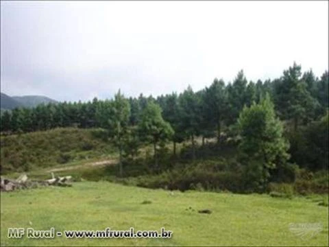 FAZENDA 1320 HECTARES COM 980 MIL ÁRVORES PINUS COM 14 ANOS-SERRA CATARINENSE