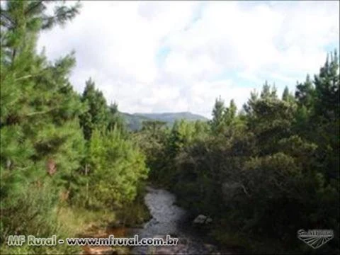 FAZENDA 1320 HECTARES COM 980 MIL ÁRVORES PINUS COM 14 ANOS-SERRA CATARINENSE