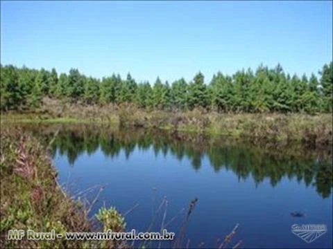 FAZENDA 1320 HECTARES COM 980 MIL ÁRVORES PINUS COM 14 ANOS-SERRA CATARINENSE