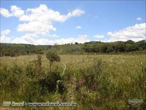 FAZENDA 1320 HECTARES COM 980 MIL ÁRVORES PINUS COM 14 ANOS-SERRA CATARINENSE