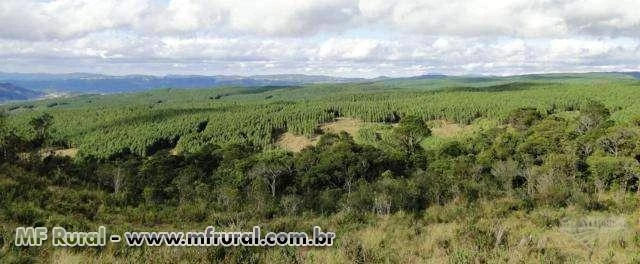 FAZENDA 1320 HECTARES COM 980 MIL ÁRVORES PINUS COM 14 ANOS-SERRA CATARINENSE