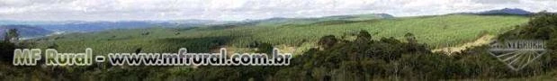 FAZENDA 1320 HECTARES COM 980 MIL ÁRVORES PINUS COM 14 ANOS-SERRA CATARINENSE