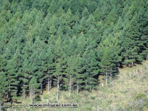 FAZENDA 1320 HECTARES COM 980 MIL ÁRVORES PINUS COM 14 ANOS-SERRA CATARINENSE