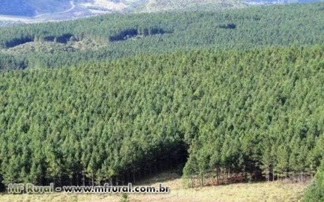 FAZENDA 1320 HECTARES COM 980 MIL ÁRVORES PINUS COM 14 ANOS-SERRA CATARINENSE