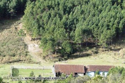 FAZENDA 1320 HECTARES COM 980 MIL ÁRVORES PINUS COM 14 ANOS-SERRA CATARINENSE