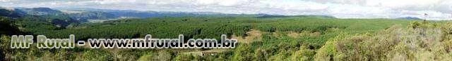 FAZENDA 1320 HECTARES COM 980 MIL ÁRVORES PINUS COM 14 ANOS-SERRA CATARINENSE