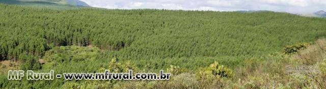 FAZENDA 1320 HECTARES COM 980 MIL ÁRVORES PINUS COM 14 ANOS-SERRA CATARINENSE