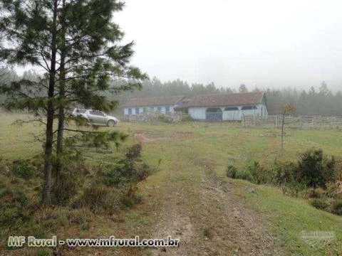 FAZENDA 1320 HECTARES COM 980 MIL ÁRVORES PINUS COM 14 ANOS-SERRA CATARINENSE