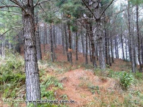 FAZENDA 1320 HECTARES COM 980 MIL ÁRVORES PINUS COM 14 ANOS-SERRA CATARINENSE