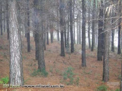 FAZENDA 1320 HECTARES COM 980 MIL ÁRVORES PINUS COM 14 ANOS-SERRA CATARINENSE