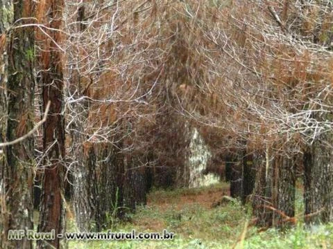 FAZENDA 1320 HECTARES COM 980 MIL ÁRVORES PINUS COM 14 ANOS-SERRA CATARINENSE