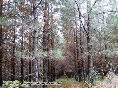 FAZENDA 1320 HECTARES COM 980 MIL ÁRVORES PINUS COM 14 ANOS-SERRA CATARINENSE