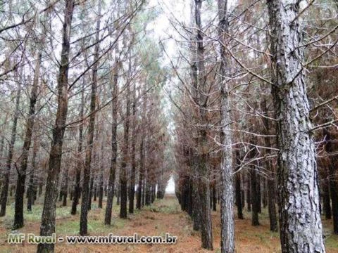 FAZENDA 1320 HECTARES COM 980 MIL ÁRVORES PINUS COM 14 ANOS-SERRA CATARINENSE