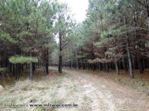 FAZENDA 1320 HECTARES COM 980 MIL ÁRVORES PINUS COM 14 ANOS-SERRA CATARINENSE