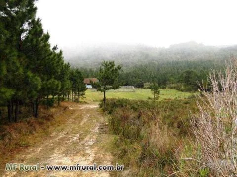 FAZENDA 1320 HECTARES COM 980 MIL ÁRVORES PINUS COM 14 ANOS-SERRA CATARINENSE