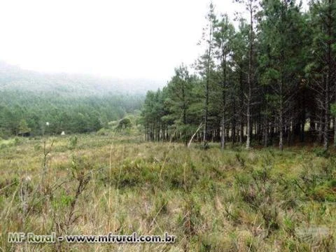 FAZENDA 1320 HECTARES COM 980 MIL ÁRVORES PINUS COM 14 ANOS-SERRA CATARINENSE