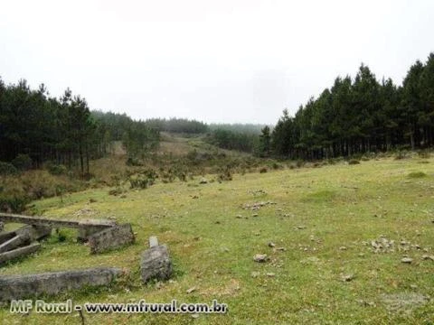 FAZENDA 1320 HECTARES COM 980 MIL ÁRVORES PINUS COM 14 ANOS-SERRA CATARINENSE