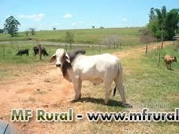 FAZENDA PARA PECUÁRIA E  OUTRAS EM TODO  MATO GROSSO