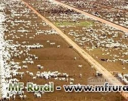 EXCELENTE OPORTUNIDADES FAZENDA PRONTA DE GADO E OUTROS CULTURA DIVERSAS