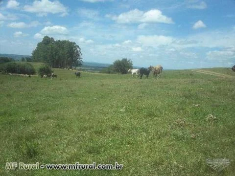 Fazenda 1.100/ha pecuária e lavoura