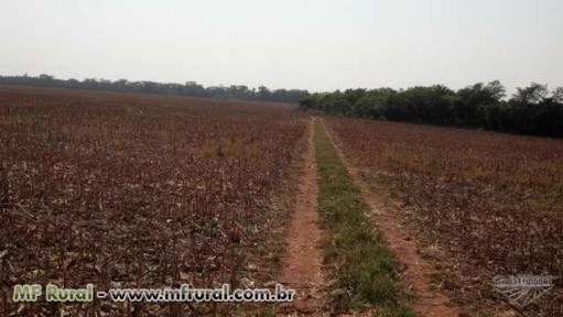 Ótima fazenda em Nova Mutum MT 38 km da cidade, 19 km da br 163