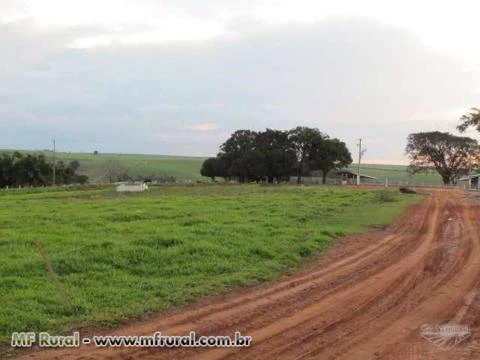 FAZENDA EM RANCHARIA SP 560 ALQUEIRES - ÓTIMA PARA EMGORDA