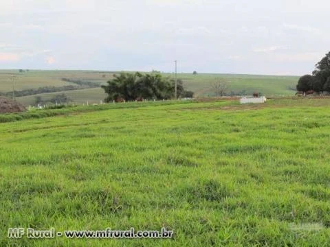 FAZENDA EM RANCHARIA SP 560 ALQUEIRES - ÓTIMA PARA EMGORDA