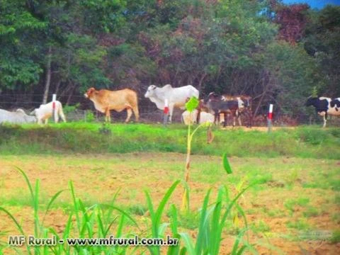 FAZENDA EM COLINAS DO SUL GO A MELHOR DA REGIÃO 60% DE TERRA VERMELHA