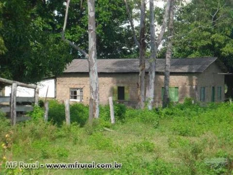 FAZENDA EM NOVA XAVANTINA MT COM 726 HA COM DUPLA APEDIDÃO