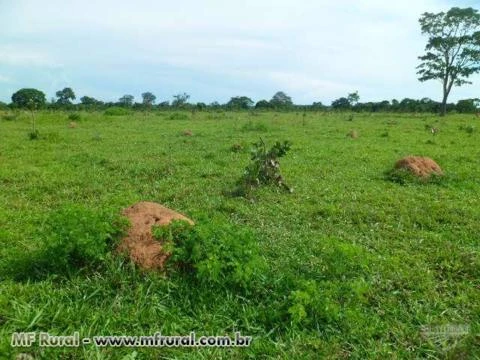 FAZENDA EM NOVA XAVANTINA MT COM 726 HA COM DUPLA APEDIDÃO