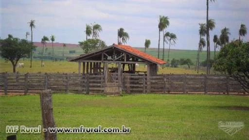 VENDO 187 ALQUEIRES EM PROMISSÃO SP - PECUÁRIA E AGRICULTURA