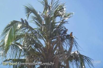 VENDO FAZENDA EM RONDONÓPOLIS MT COM DUPLA APTIDÃO 2508 HA